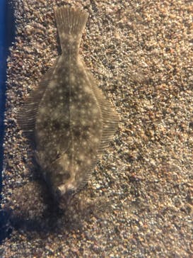 名古屋港水族館に投稿された画像（2023/9/10）