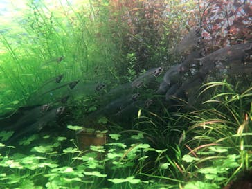 名古屋港水族館に投稿された画像（2023/9/10）