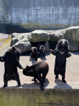 奥飛騨クマ牧場に投稿された画像（2023/9/10）