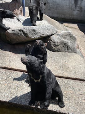 奥飛騨クマ牧場に投稿された画像（2023/9/10）