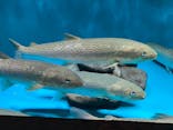 世界淡水魚園水族館　アクア・トトぎふに投稿された画像（2023/9/10）