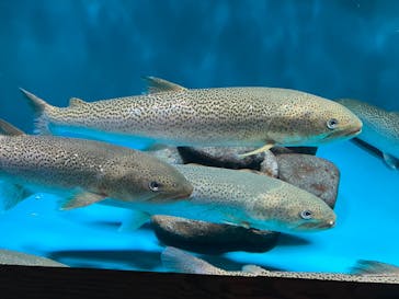 世界淡水魚園水族館　アクア・トトぎふに投稿された画像（2023/9/10）