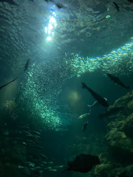 新江ノ島水族館に投稿された画像（2023/9/10）