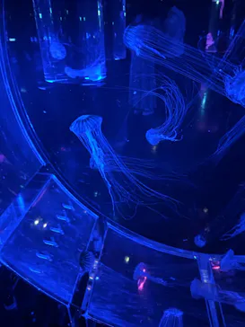 マクセル アクアパーク品川に投稿された画像（2023/9/10）