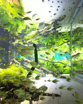 カワスイ 川崎⽔族館に投稿された画像（2023/9/10）