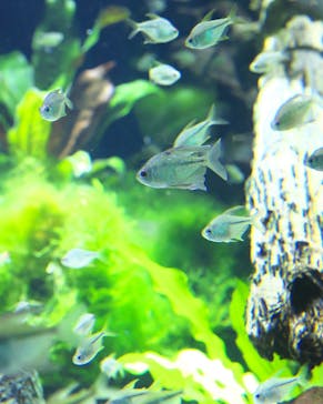 カワスイ 川崎⽔族館に投稿された画像（2023/9/10）