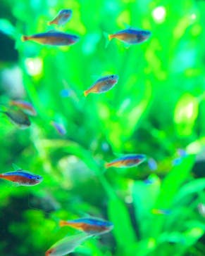 カワスイ 川崎⽔族館に投稿された画像（2023/9/10）