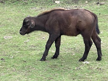 伊豆アニマルキングダムに投稿された画像（2023/9/10）