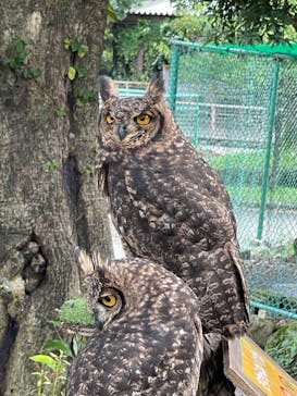 伊豆アニマルキングダムに投稿された画像（2023/9/10）