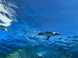 サンシャイン水族館に投稿された画像（2023/9/10）