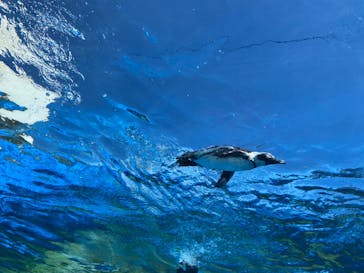サンシャイン水族館に投稿された画像（2023/9/10）