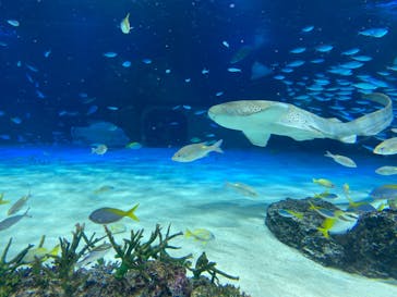 サンシャイン水族館に投稿された画像（2023/9/10）