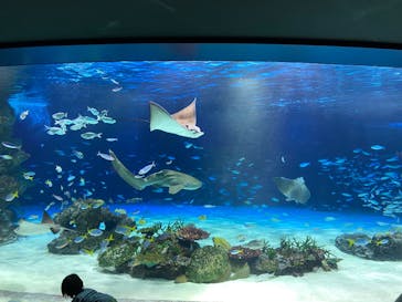 サンシャイン水族館に投稿された画像（2023/9/10）