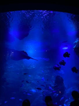 京都水族館×ニデック京都タワーに投稿された画像（2023/9/10）