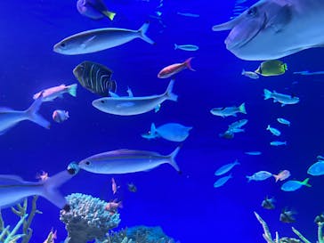 新江ノ島水族館に投稿された画像（2023/9/10）