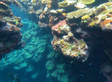 石垣島 ADVENTURE PiPi（イシガキジマアドベンチャーピピ）に投稿された画像（2023/9/10）