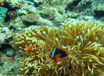 石垣島 ADVENTURE PiPi（イシガキジマアドベンチャーピピ）に投稿された画像（2023/9/10）