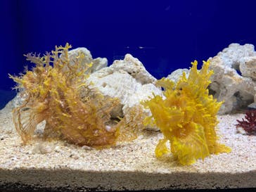 サンシャイン水族館に投稿された画像（2023/9/10）