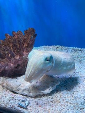 サンシャイン水族館に投稿された画像（2023/9/10）