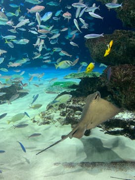 サンシャイン水族館に投稿された画像（2023/9/10）