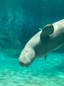 名古屋港水族館に投稿された画像（2023/8/10）