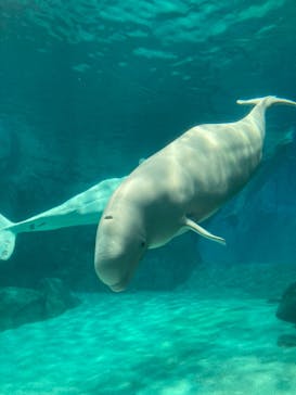 名古屋港水族館に投稿された画像（2023/8/10）