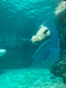 名古屋港水族館に投稿された画像（2023/8/10）