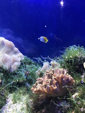 名古屋港水族館に投稿された画像（2023/9/11）