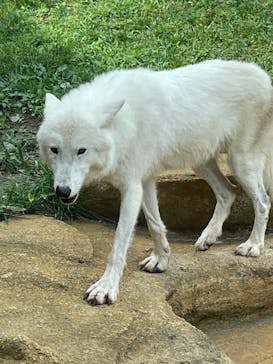 那須どうぶつ王国に投稿された画像（2023/9/11）