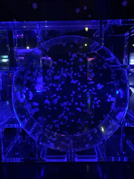 マクセル アクアパーク品川に投稿された画像（2023/9/11）