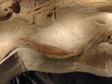 福井県立恐竜博物館に投稿された画像（2023/9/11）