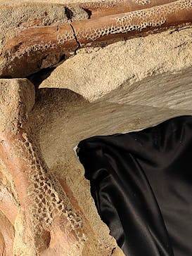 福井県立恐竜博物館に投稿された画像（2023/9/11）