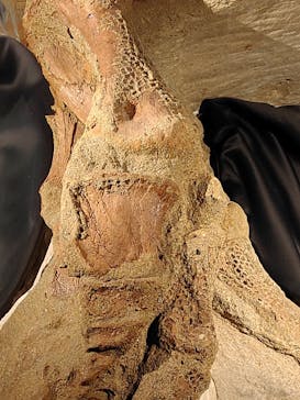 福井県立恐竜博物館に投稿された画像（2023/9/11）