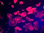名古屋港水族館に投稿された画像（2023/9/11）