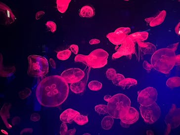 名古屋港水族館に投稿された画像（2023/9/11）