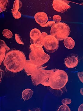 名古屋港水族館に投稿された画像（2023/9/11）