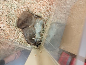 Moff アニマル カフェ イーアス 高尾店に投稿された画像（2023/9/11）