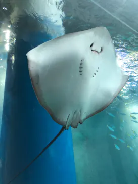 マクセル アクアパーク品川に投稿された画像（2023/9/11）