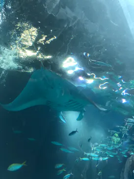 マクセル アクアパーク品川に投稿された画像（2023/9/11）