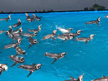 上越市立水族博物館 うみがたりに投稿された画像（2023/9/11）