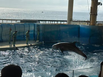 新江ノ島水族館に投稿された画像（2023/9/11）