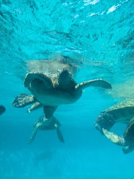 沖縄美ら海水族館に投稿された画像（2023/9/11）