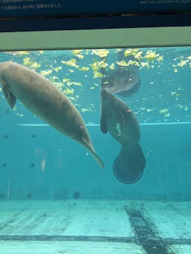 沖縄美ら海水族館に投稿された画像（2023/9/11）