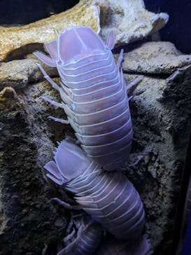 沖縄美ら海水族館に投稿された画像（2023/9/11）