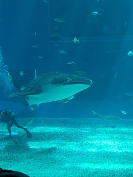 沖縄美ら海水族館に投稿された画像（2023/9/11）
