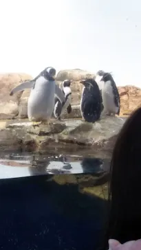 マクセル アクアパーク品川に投稿された画像（2023/9/11）