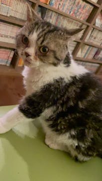 猫カフェモカ　池袋東口店に投稿された画像（2023/9/11）