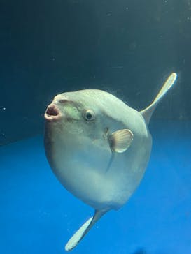 サンシャイン水族館に投稿された画像（2023/9/11）