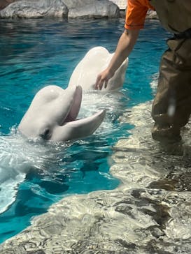 名古屋港水族館に投稿された画像（2023/9/11）
