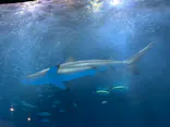 名古屋港水族館に投稿された画像（2023/9/11）